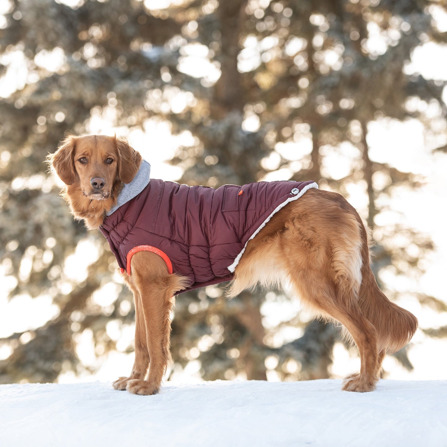 Alpine Trail Dog Parka - Burgundy