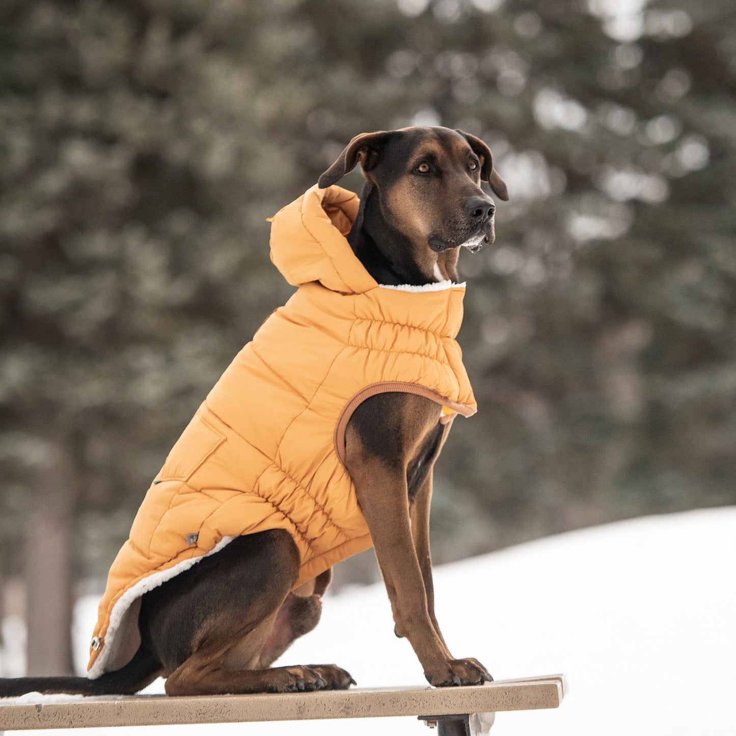 The Puff Dog Parka - Yellow