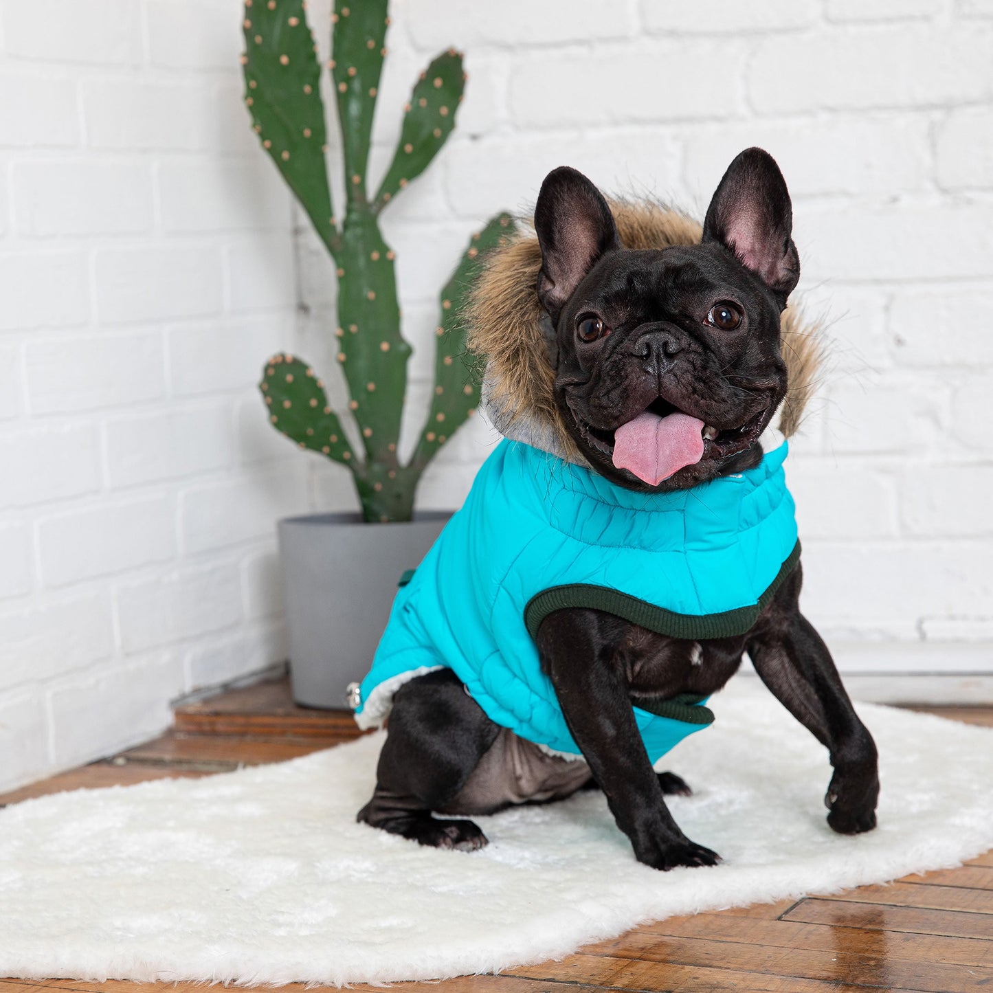 Alpine Trail Dog Parka - Aqua