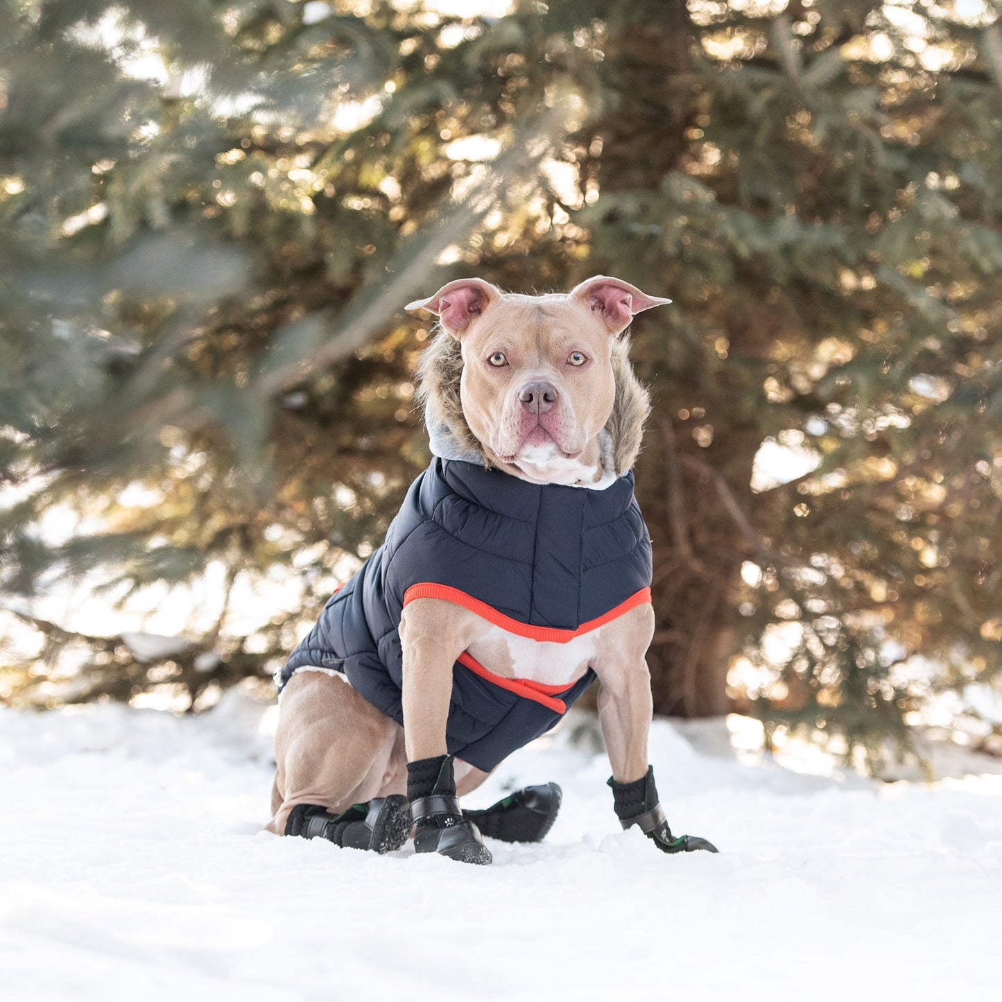Alpine Trail Dog Parka - Navy