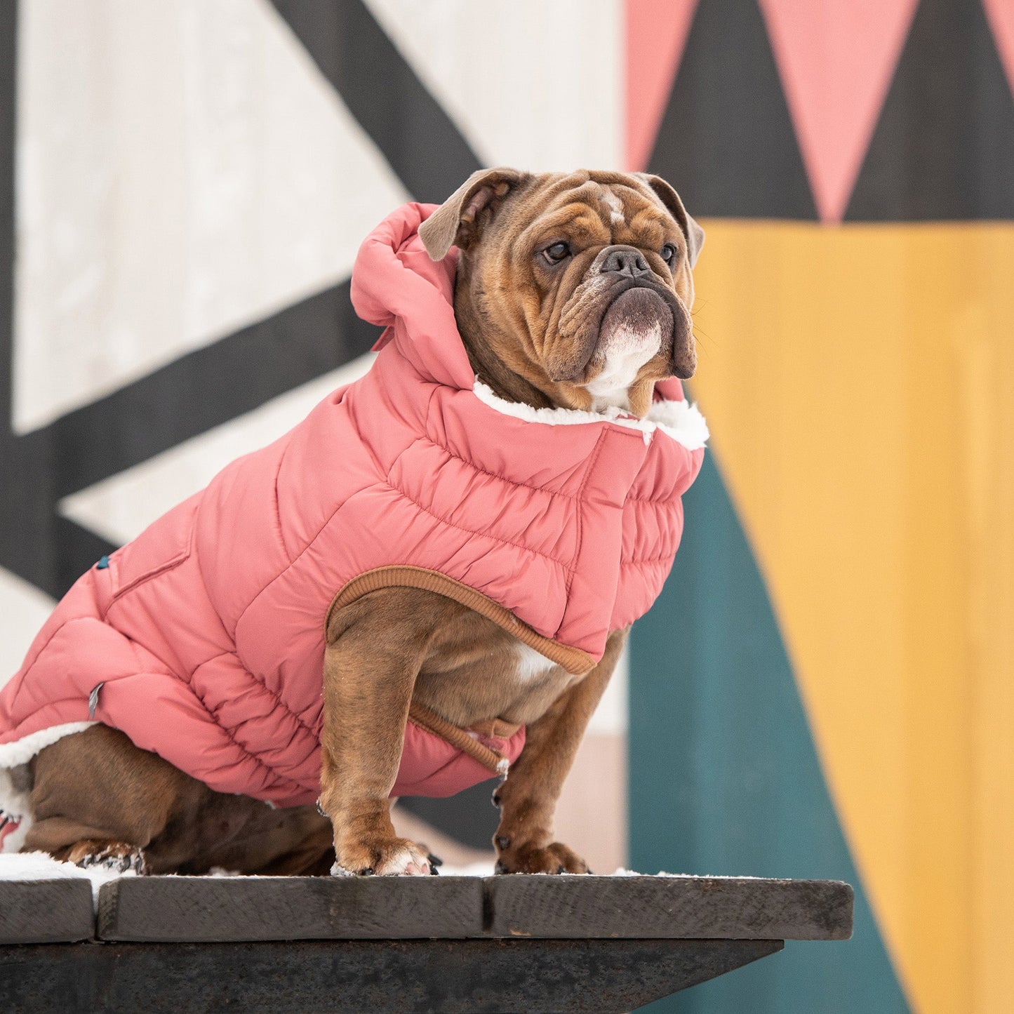 The Puff Dog Parka - Pink