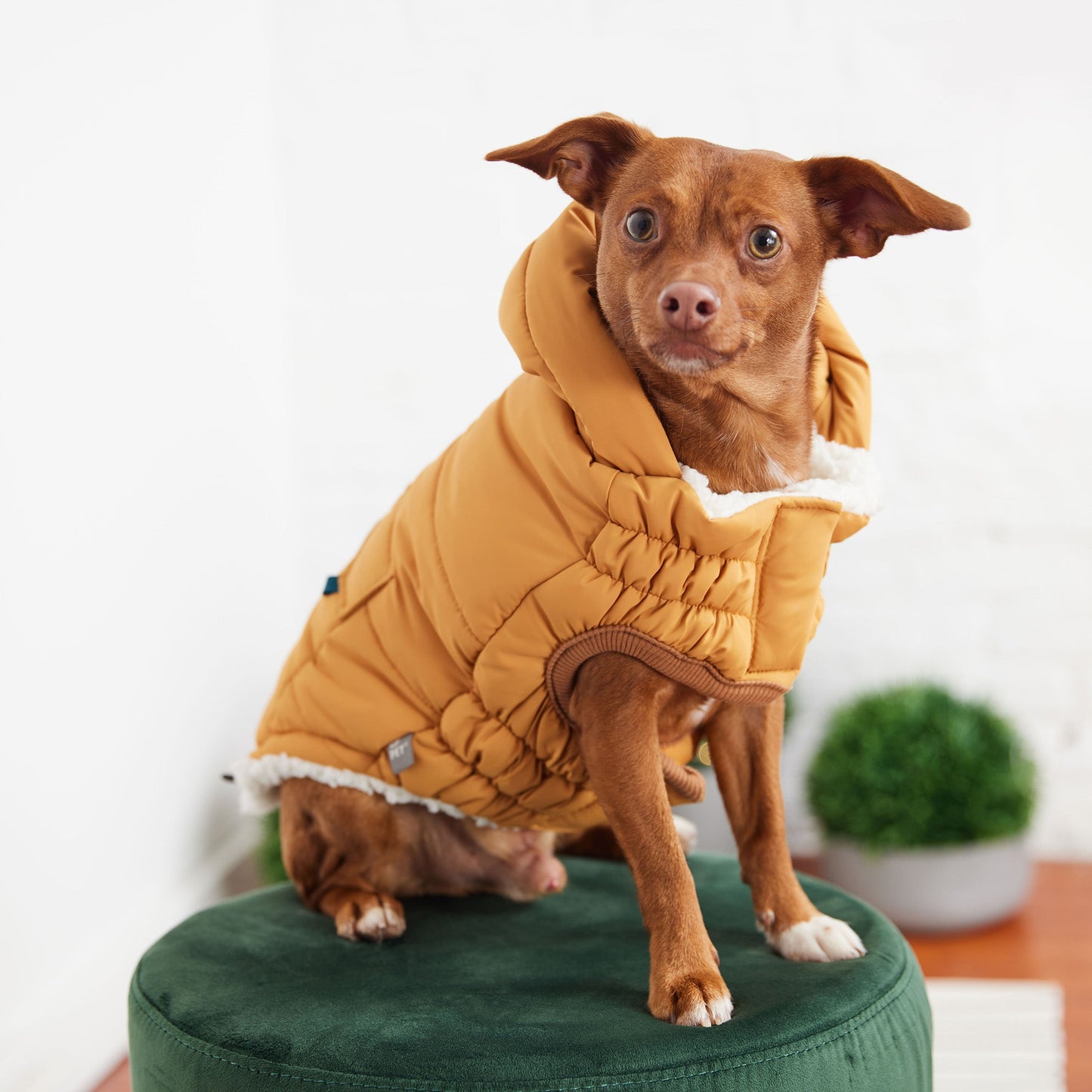 The Puff Dog Parka - Yellow